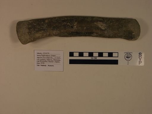 Hadrosauridae