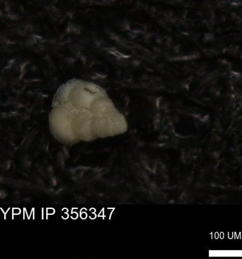 undet. Heterohelicidae