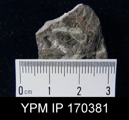 Sowerbyella sp.