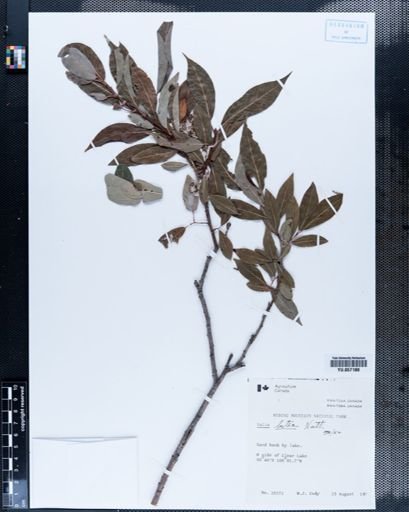 Plantae