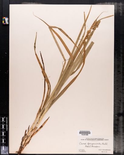 Carex sparganioides