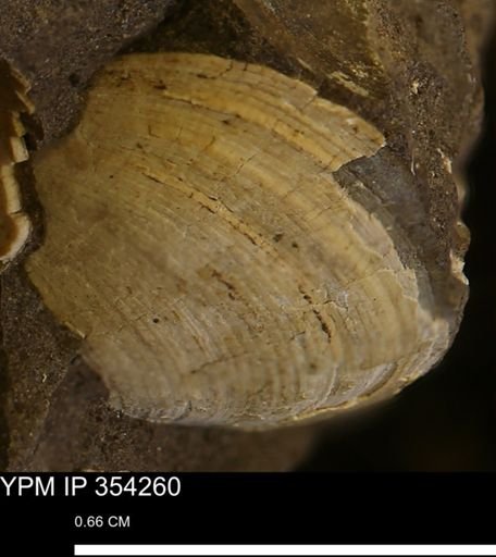 Limopsis striatopunctatus
