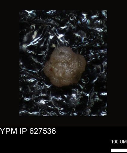 undet. Foraminiferida