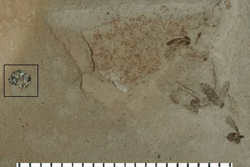 Hymenoptera?