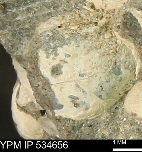 Protocardia subquadrata