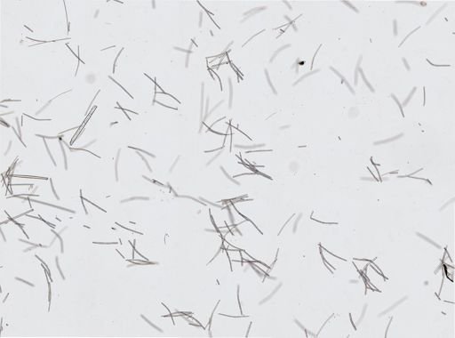 Xestospongia muta