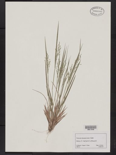 Panicum depauperatum