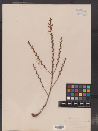 Epifagus virginiana