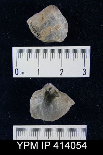 Athyridida