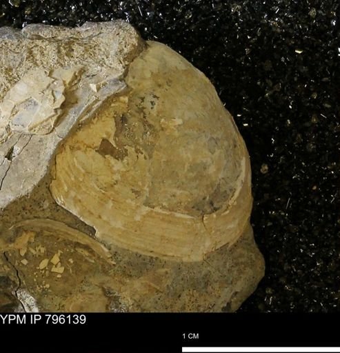 Spisula elliptica