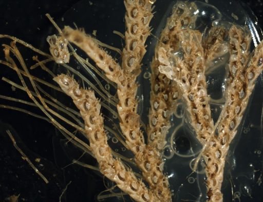 Licornia diegensis