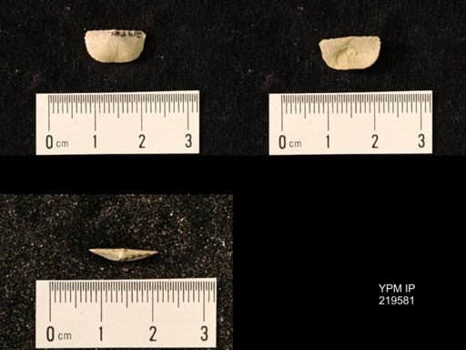 Chonetes granulifer