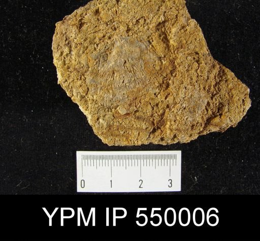 Productus semireticulatus