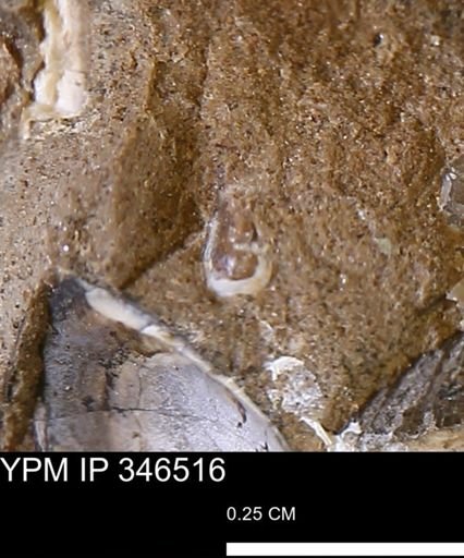 undet. Gastropoda