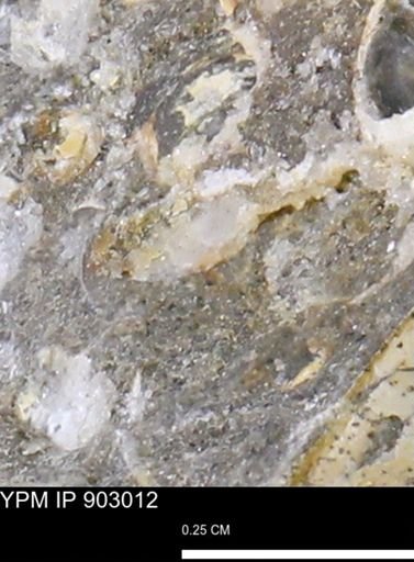 undet. Mollusca