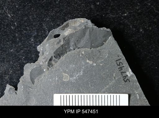undet. Eurypterida
