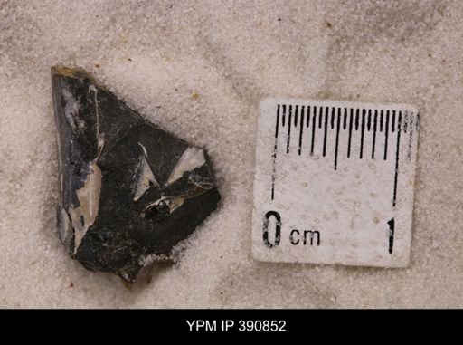 Baculites sp.