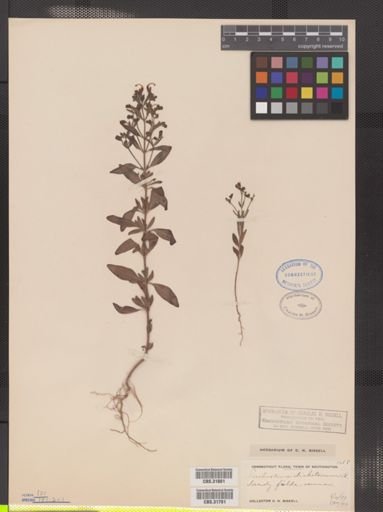 Trichostema dichotomum