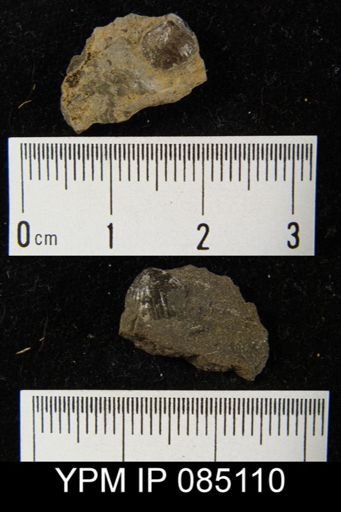 Uncinulus wilsoni saffordi