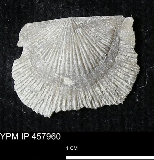 Strophodonta sp.