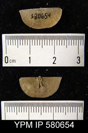 Sowerbyella sp.