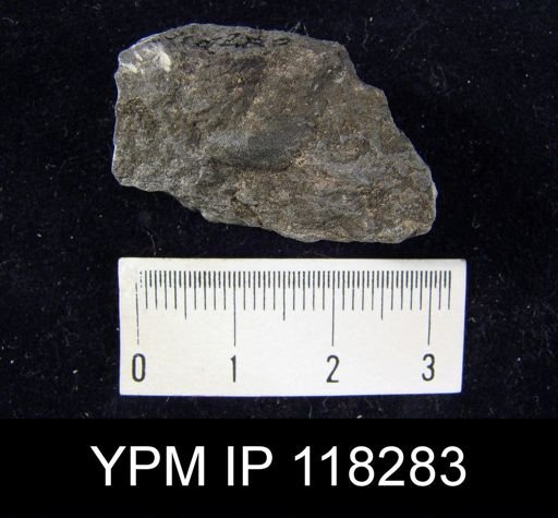 Chonetes tenuistriatus