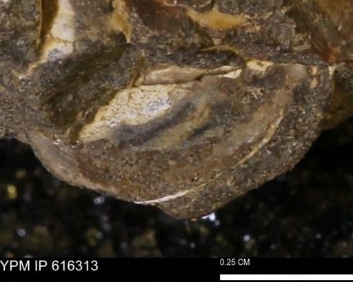 Protocardia subquadrata