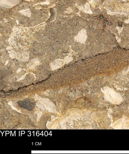 undet. Mollusca