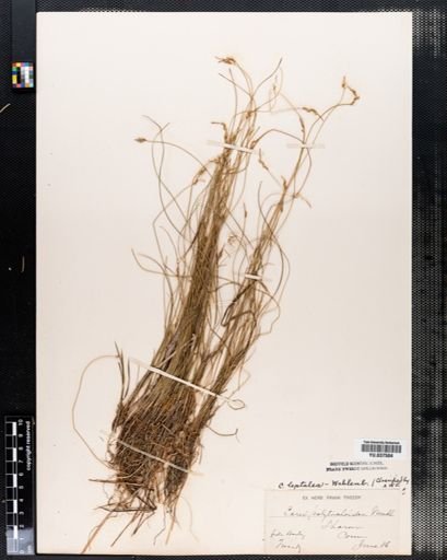 Carex polymorpha