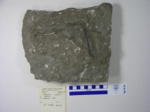Onychodus sigmoides