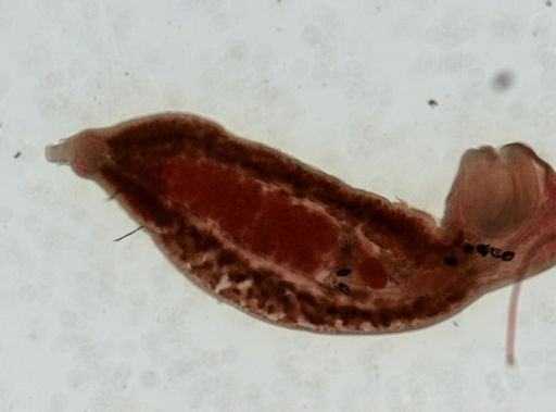 Psilochasmus oxyurus