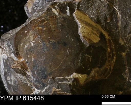 undet. Bivalvia