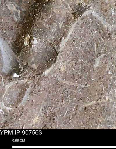 undet. Mollusca