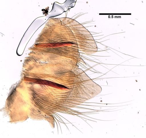 Nephtys caeca
