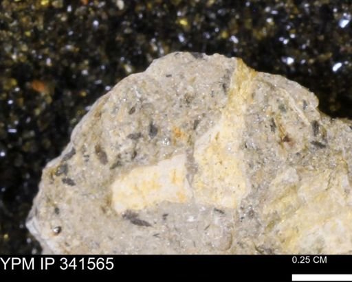 Scaphites sp.