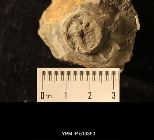 Isorophus cincinnatiensis