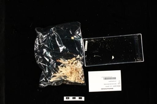 Salvelinus fontinalis