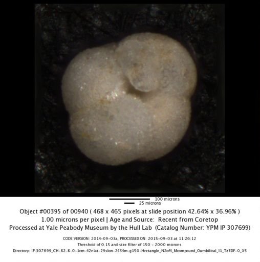 Neogloboquadrina incompta
