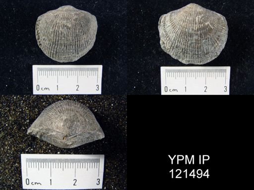 Atrypa sp.