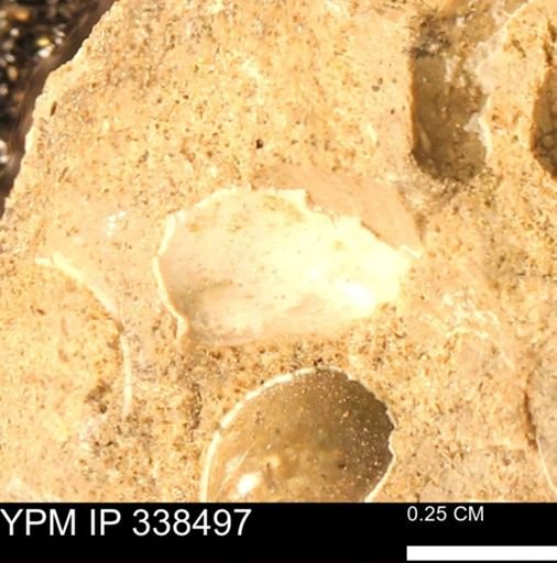 Protocardia subquadrata