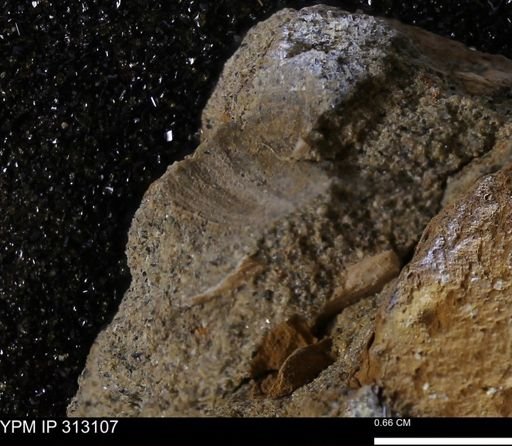 undet. Bivalvia
