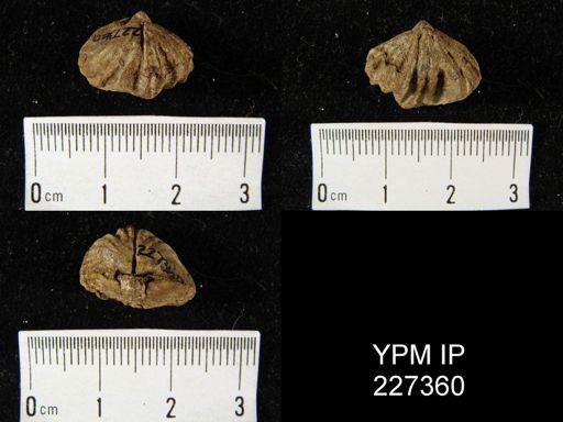 undet. Rhynchonellida