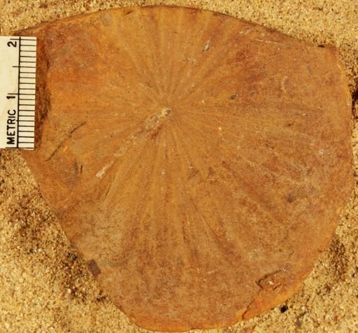 Annularia radiata