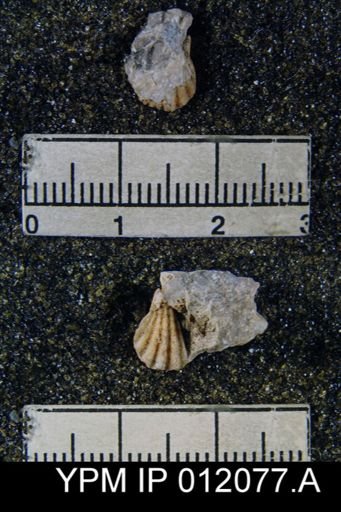 Hustedia meekana