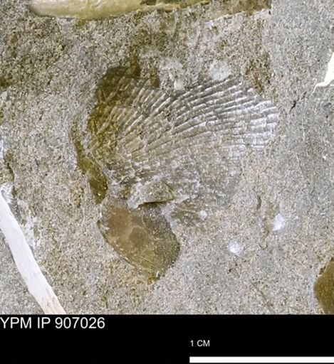 Oxytoma (Hypoxytoma) sp.