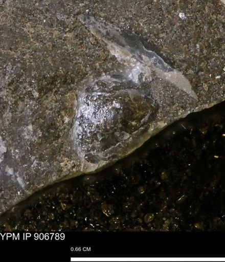 undet. Bivalvia