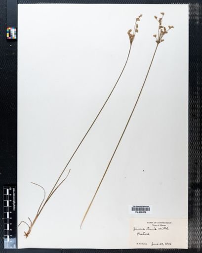 Juncus tenuis