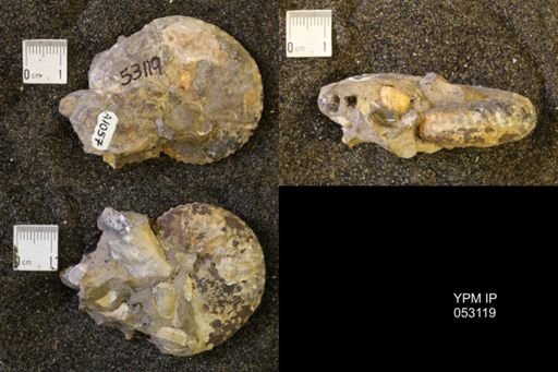 Discoscaphites conradi