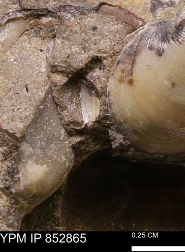 Limopsis striatopunctatus