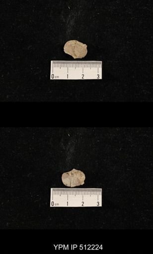 Streptorhynchus?